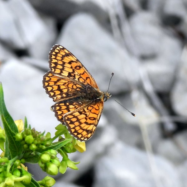 Melitaea deione