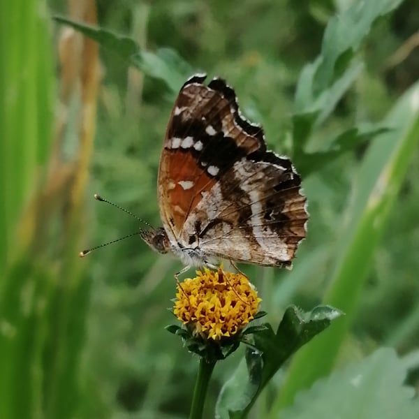 Anthanassa texana