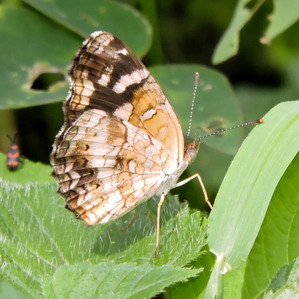Anthanassa tulcis