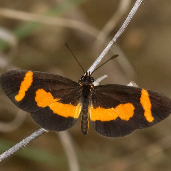 Microtia elva