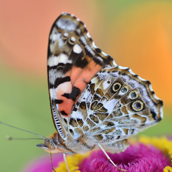 Vanessa cardui