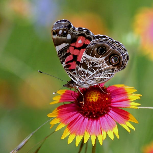Vanessa virginiensis