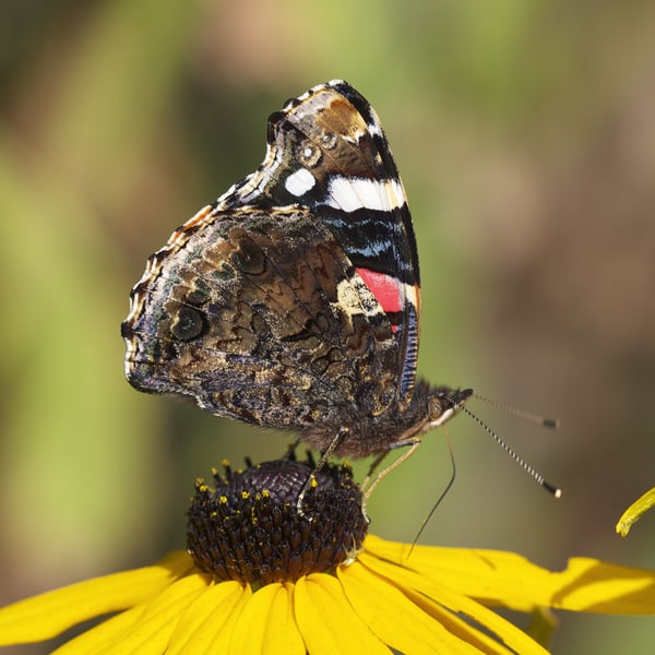 Vanessa atalanta