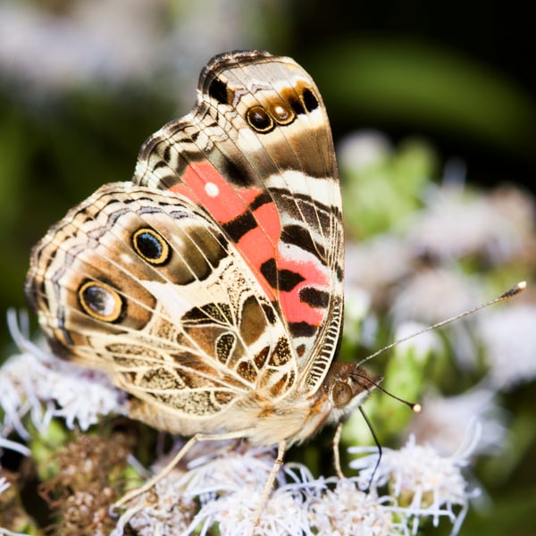 Vanessa braziliensis