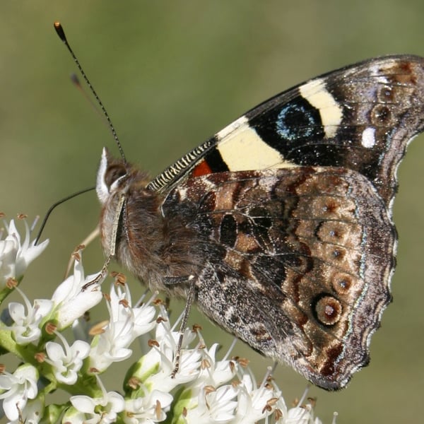 Vanessa itea