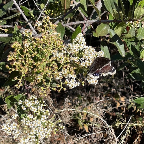 Nymphalis