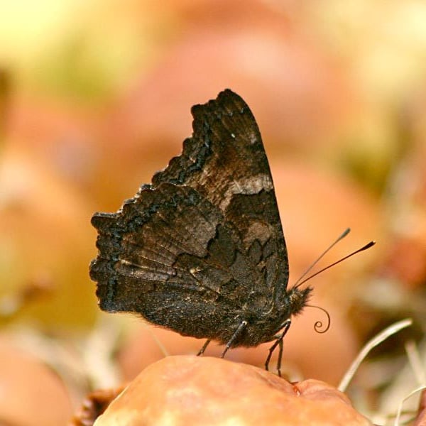 Nymphalis californica