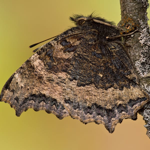 Nymphalis xanthomelas
