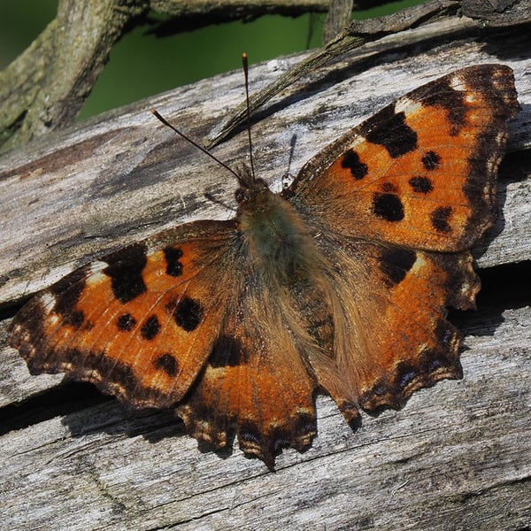 Nymphalis polychloros