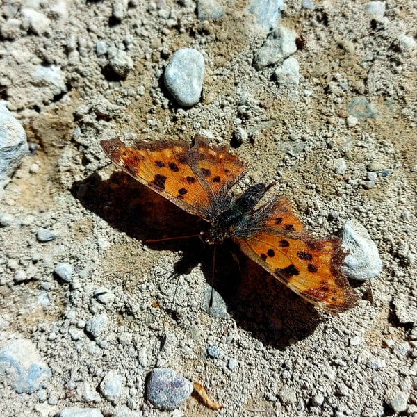 Polygonia