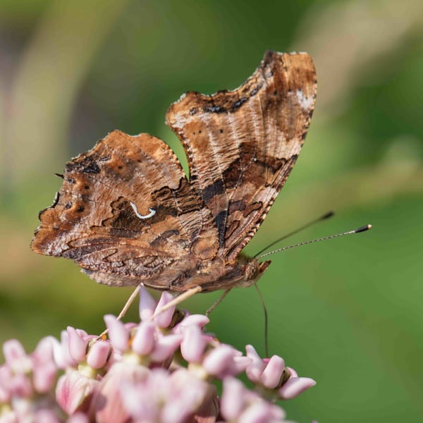 Polygonia comma