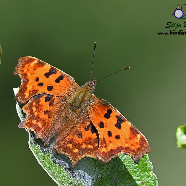 Polygonia c-album
