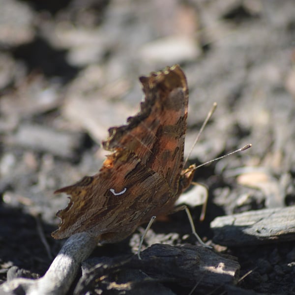 Polygonia satyrus