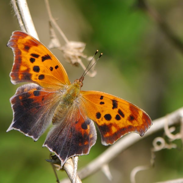 Polygonia interrogationis