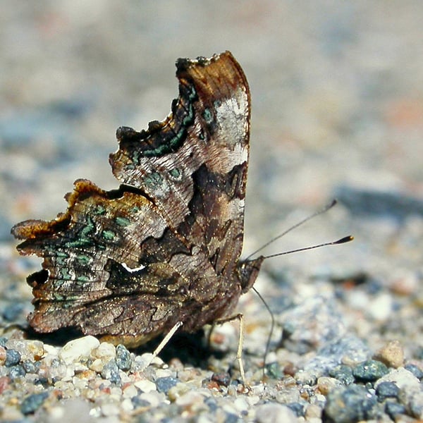 Polygonia faunus