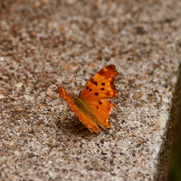 Polygonia egea