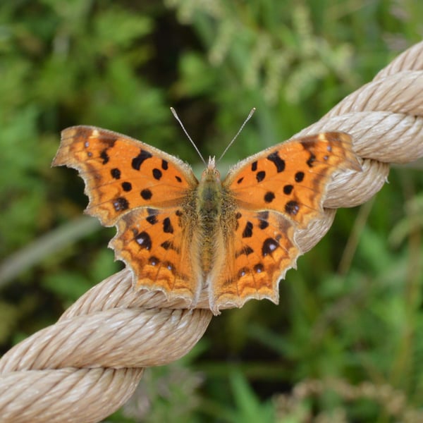 Polygonia c-aureum