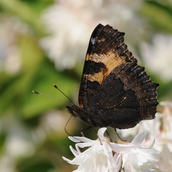 Aglais urticae