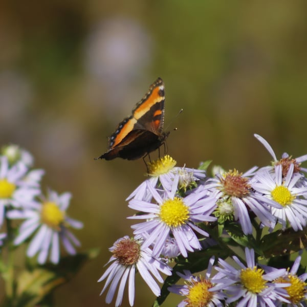 Aglais milberti