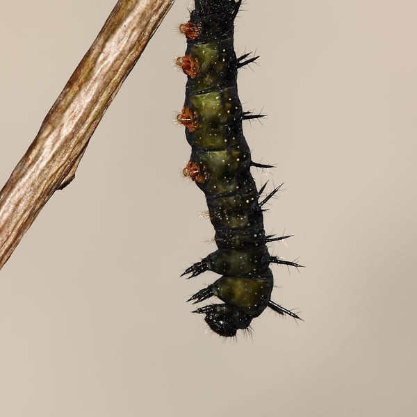 Aglais io