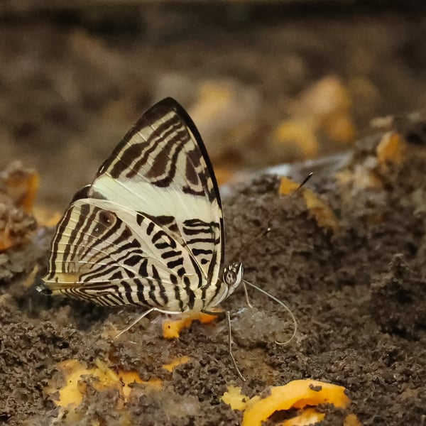 Colobura