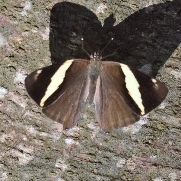 Colobura dirce