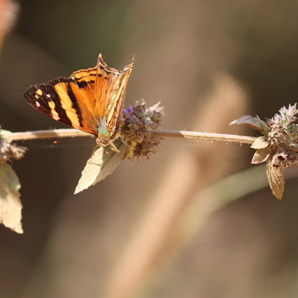 Hypanartia lethe