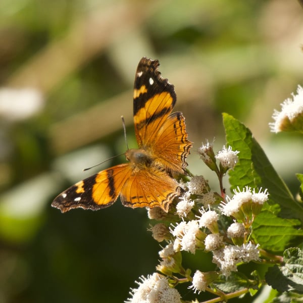Hypanartia bella