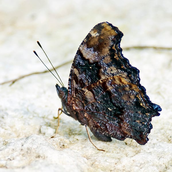 Kaniska canace