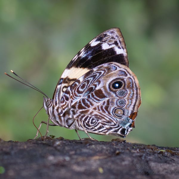 Smyrna blomfildia