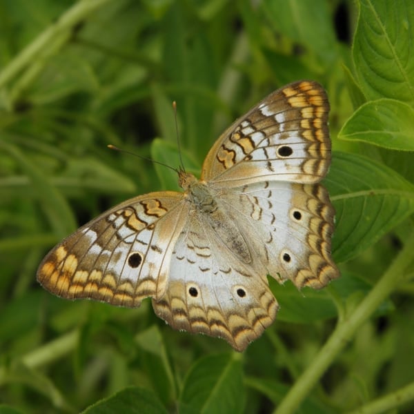 Anartia jatrophae