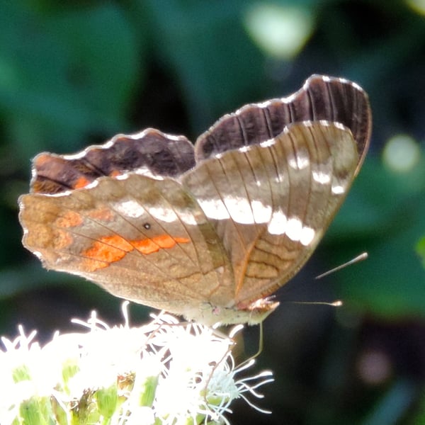 Anartia fatima