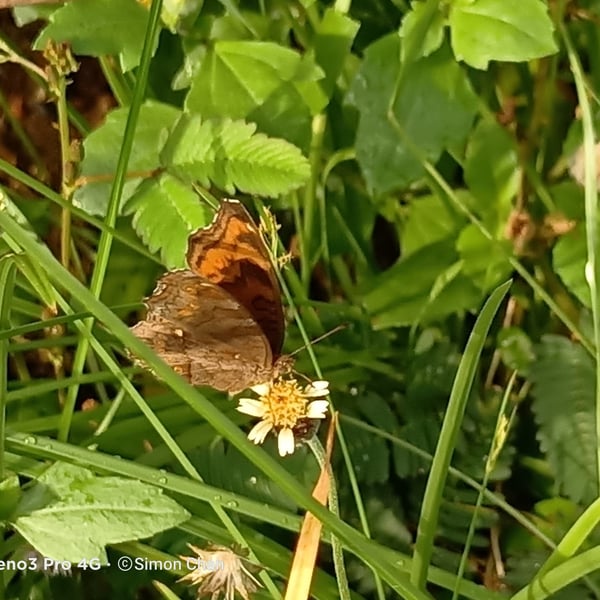 Junonia