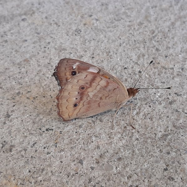 Junonia coenia