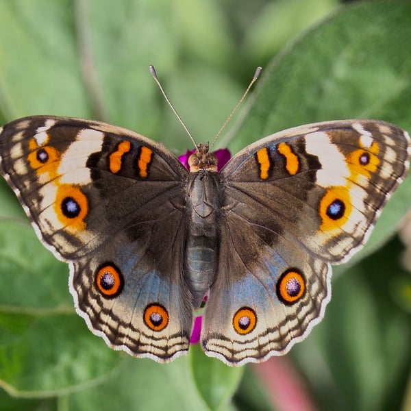 Junonia orithya