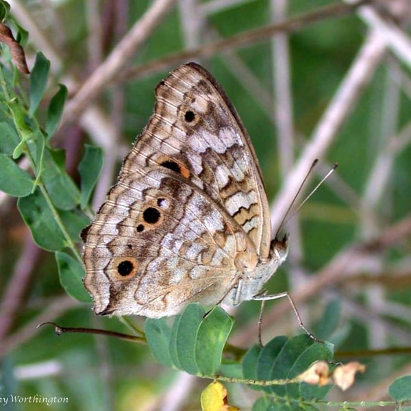 Junonia almana