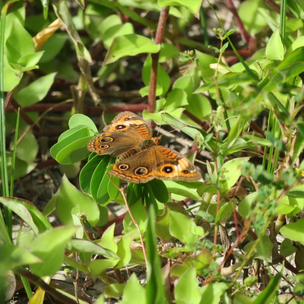 Junonia evarete