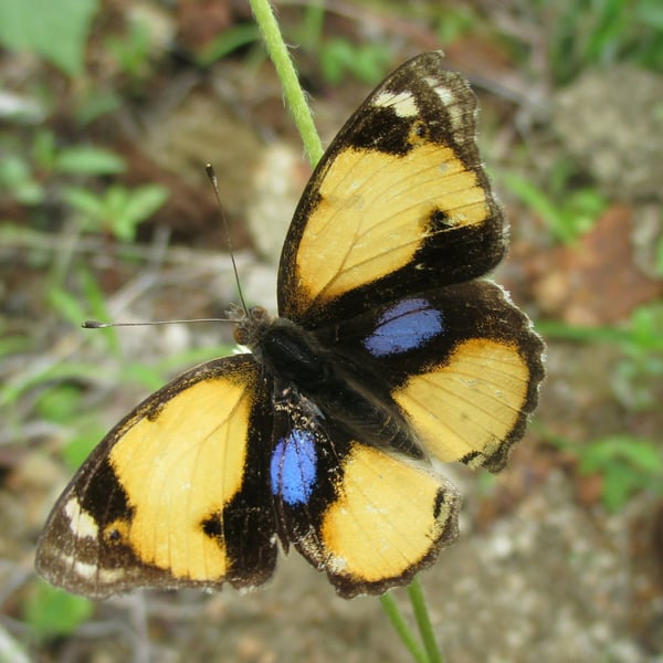 Junonia hierta