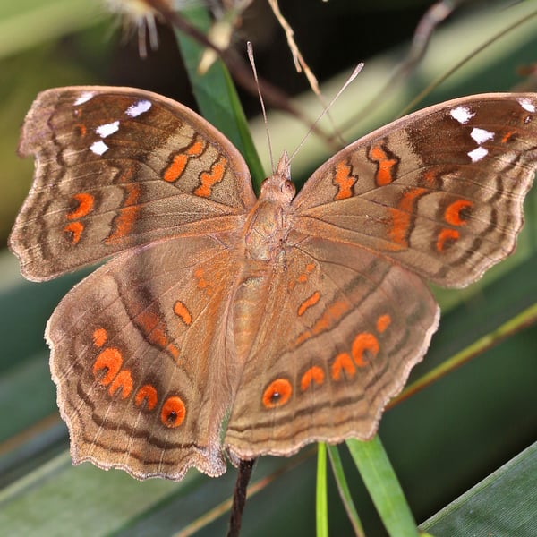 Junonia natalica