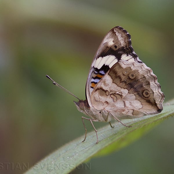 Junonia oenone