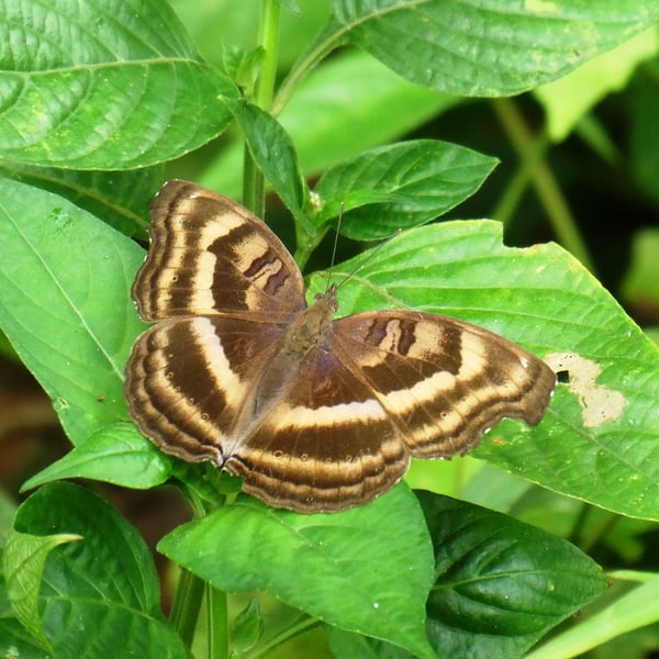Junonia iphita