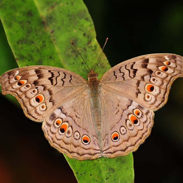 Junonia atlites