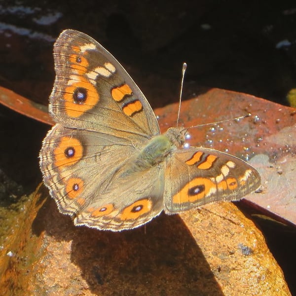 Junonia villida