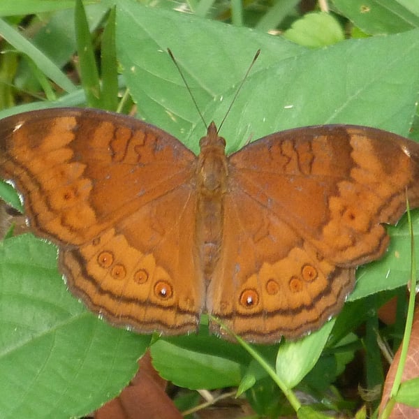 Junonia hedonia