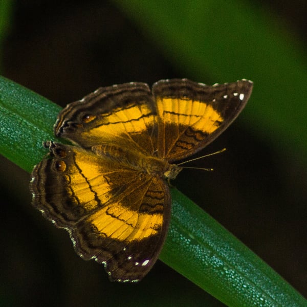 Junonia terea