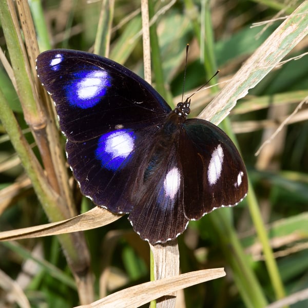 Hypolimnas