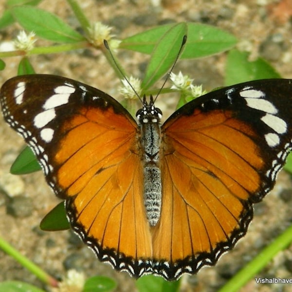 Hypolimnas misippus