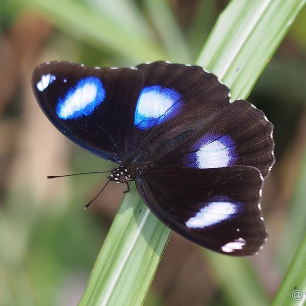 Hypolimnas bolina