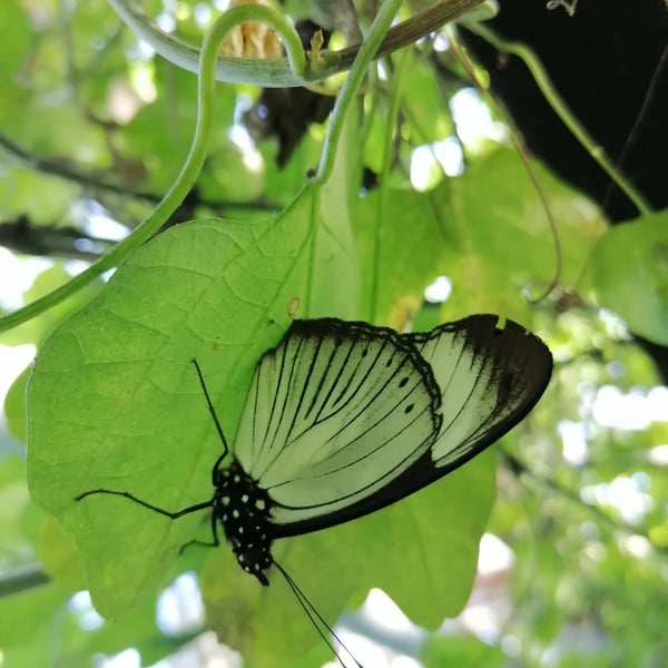 Hypolimnas anthedon