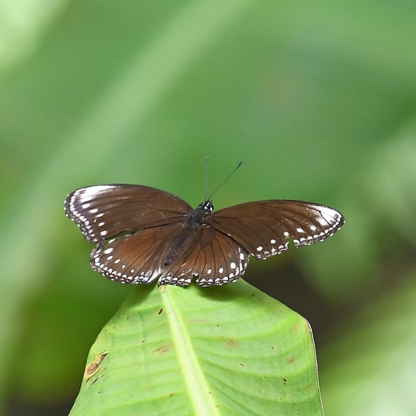 Hypolimnas anomala